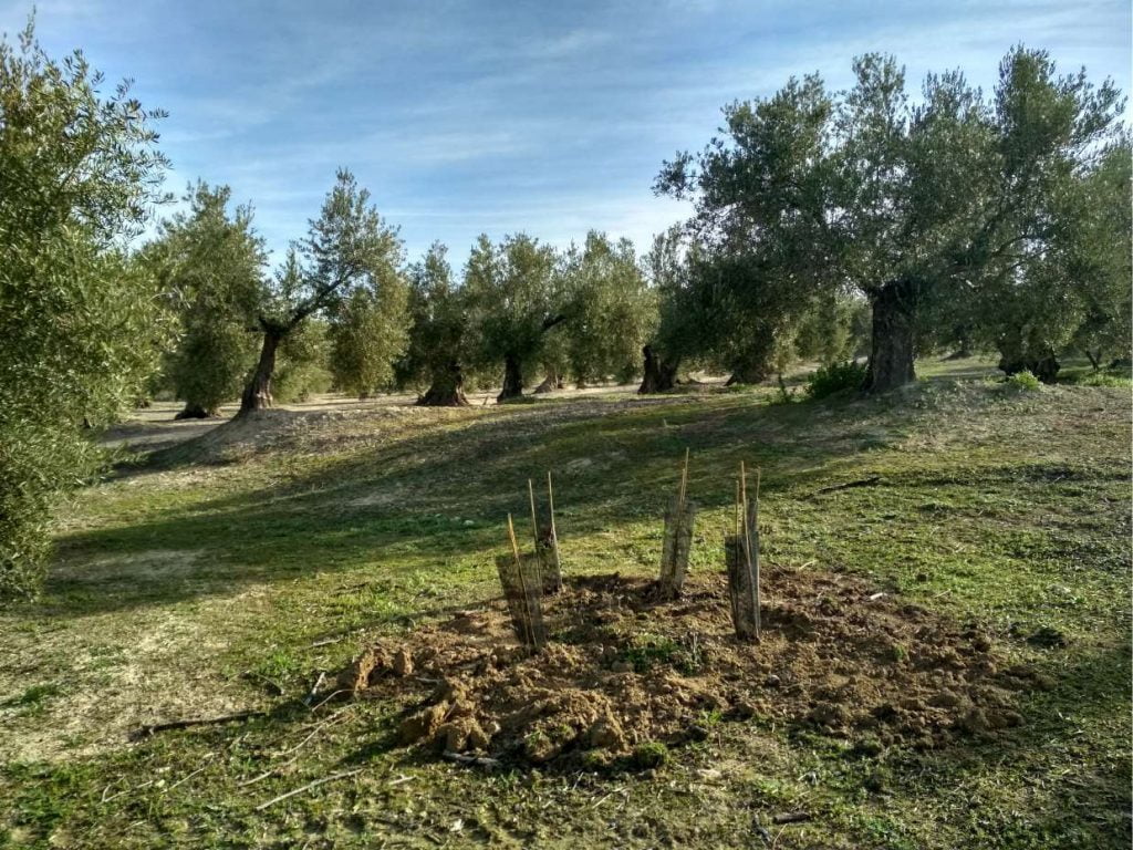Ecoherencia construye dos charcas para anfibios y plantado 120 árboles en Mancha Real (Jaén)